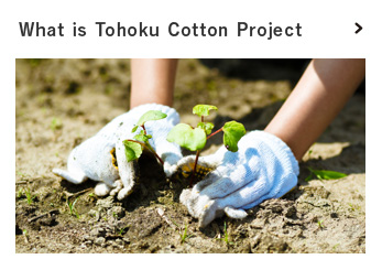 What is Tohoku Cotton Project