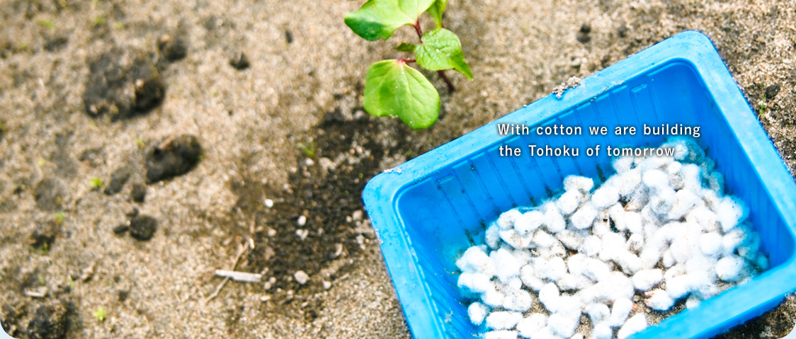 with cotton we are building the Tohoku of tomorrow