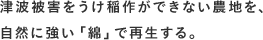 津波被害をうけ稲作ができない農地を、自然に強い「綿」で再生する。