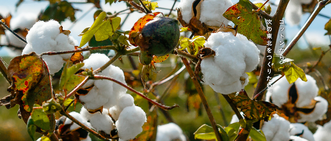 with cotton we are building the Tohoku of tomorrow