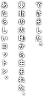 できました。東北の大地から生まれた、あたらしいコットン。