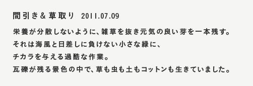 間引き＆草取り　2011.07.09　栄養が分散しないように、雑草を抜き元気の良い芽を一本残す。それは海風と日差しに負けない小さな緑に、チカラを与える過酷な作業。瓦礫が残る景色の中で、草も虫も土もコットンも生きていました。